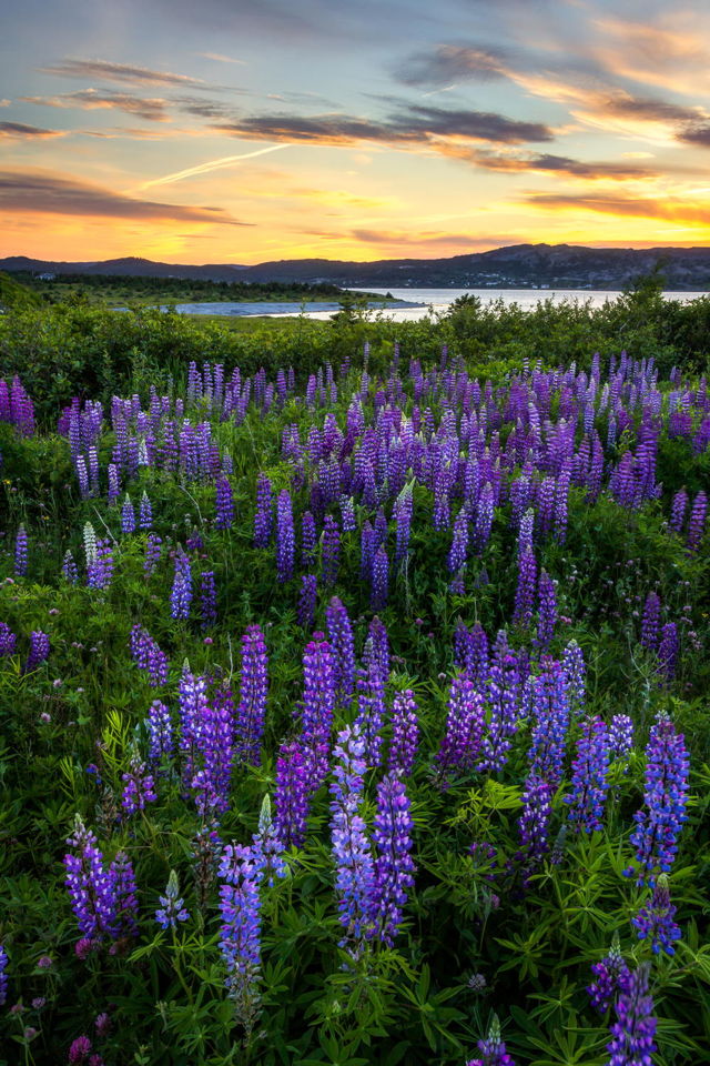 Bay Roberts Lupins Sunset