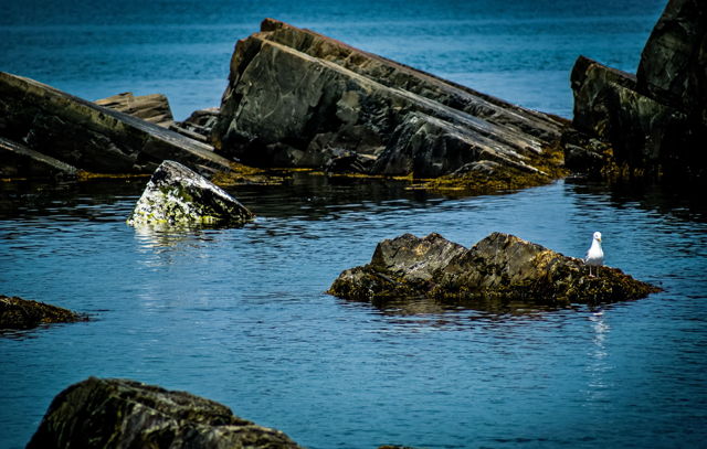 A Happy Seagull on Mad Rock