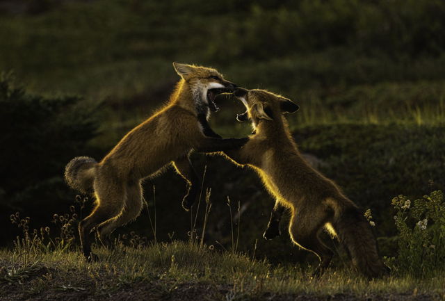 Fighting Foxes