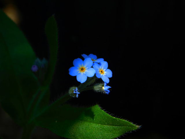 Forget-me-not 2024