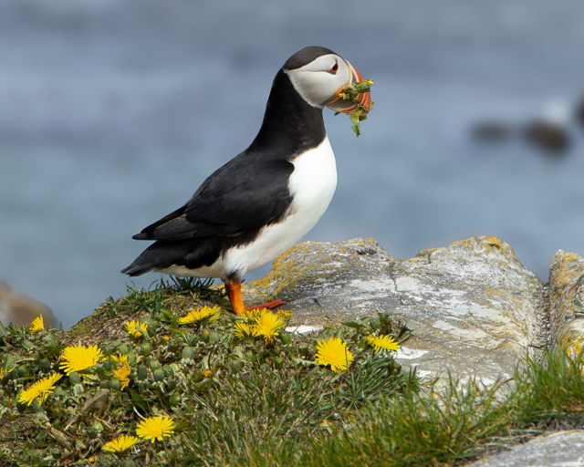 Puffin in Love