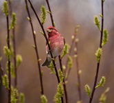 male Purple Finch