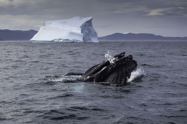 Feeding Humpback Whale