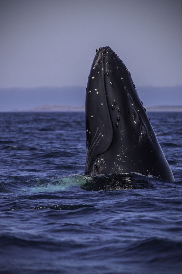 Whale Spy Hop