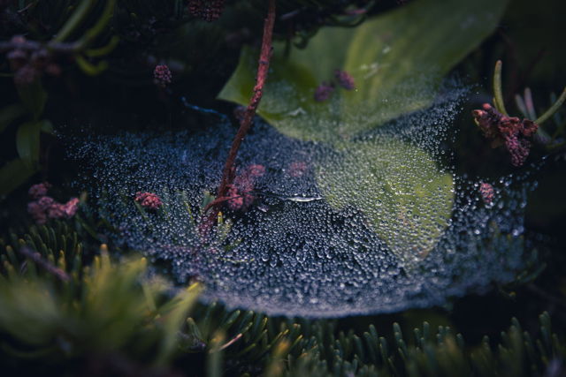 Damp Spider's Nest