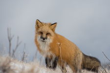 Frosty fox portrait