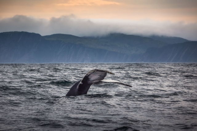 Humpback off the Coast