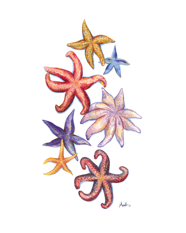 Starfish Point