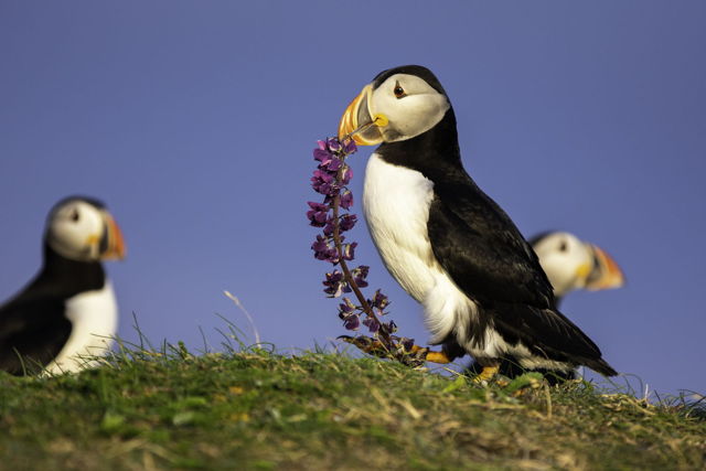 Puffin Carrying Lupin