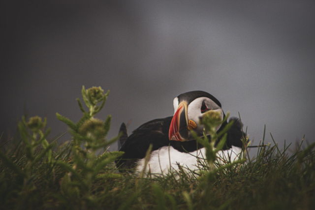 Cozy In The Grass