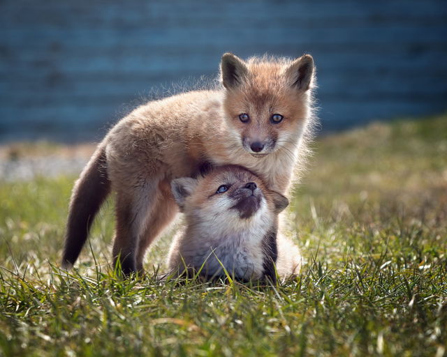 Baby Fuzzies