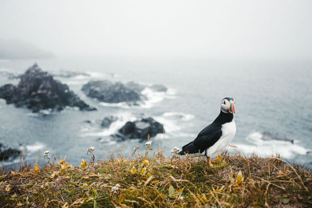 Curious Puffin