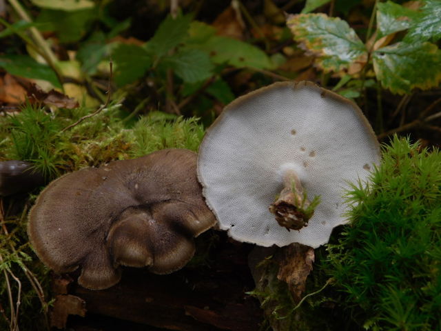 Lentinus brumalis