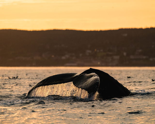 Whale Watching At Sunset