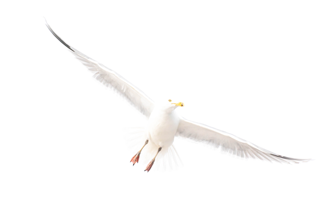 Seagull