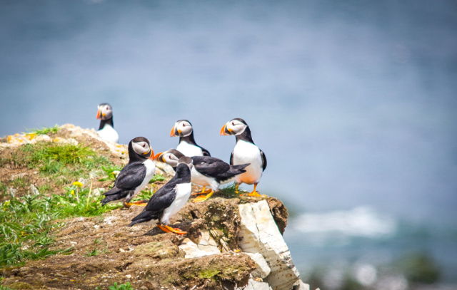 Puffin courtship celebration