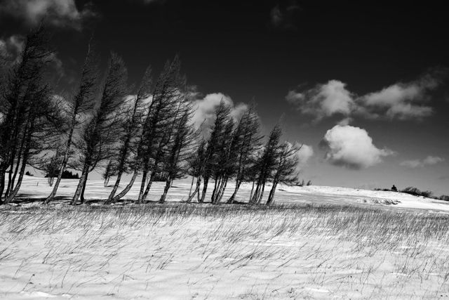 A Winter Scene