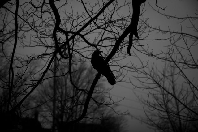 Crow Silhouette