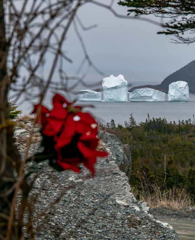 Admirals Cove Iceberg