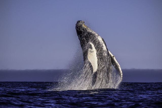 Whale Catching Air