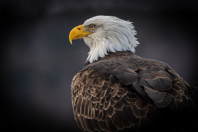 Sentinel