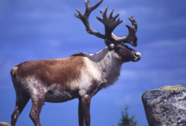 Woodland caribou in summer