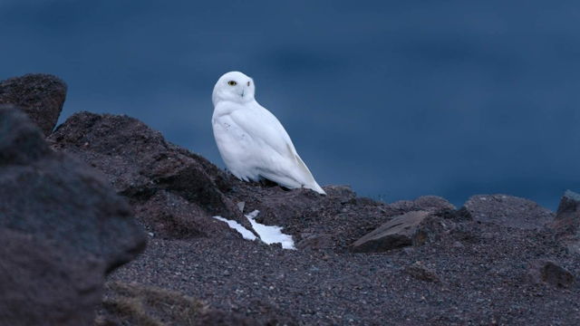 Snowy Owl at Cape Spear