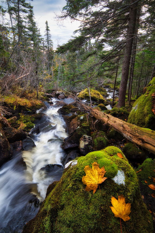 Autumn Brook