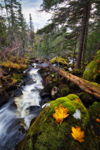 Autumn Brook