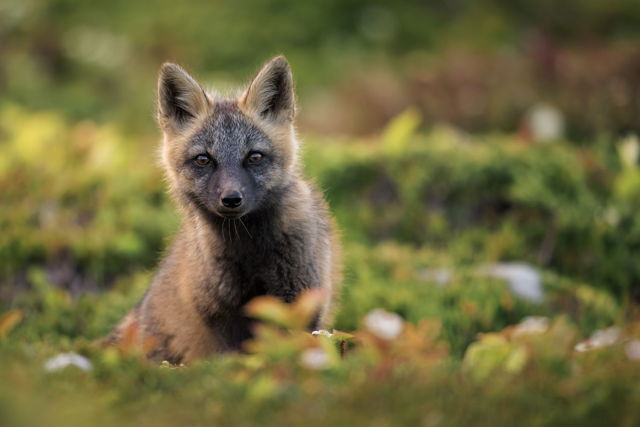 Amber Eyes