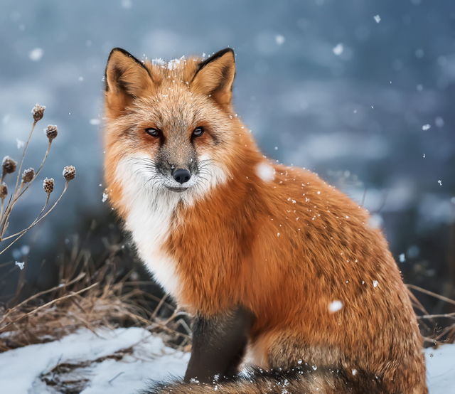 Fox in the Snowfall