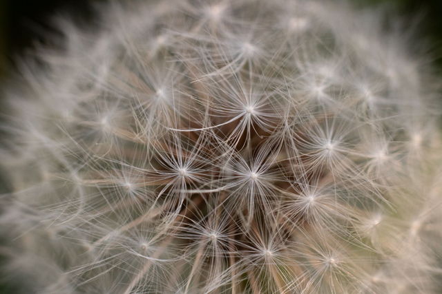 Dandelion