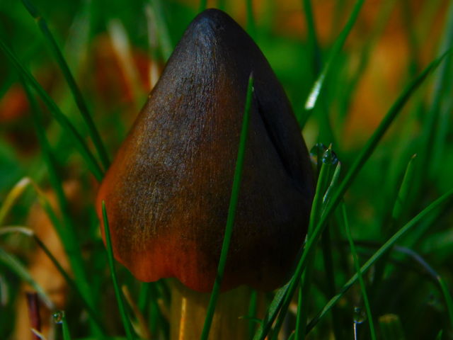 Witches cap