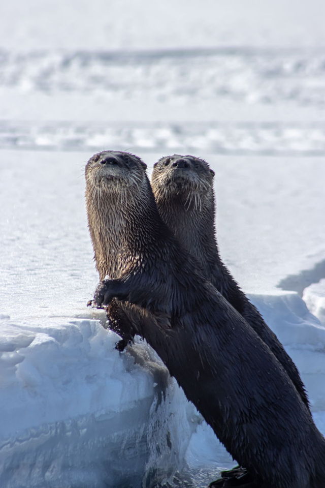 What a Pair