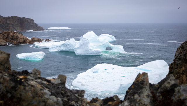 Icebergs in Spillers Cove