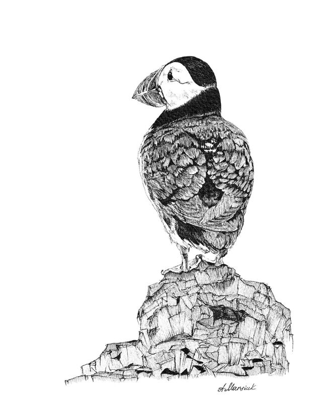 Puffin on the Rocks