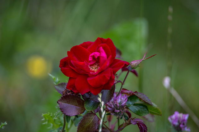 A simple beauty