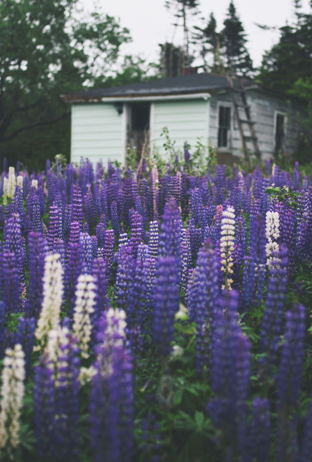 Lupins