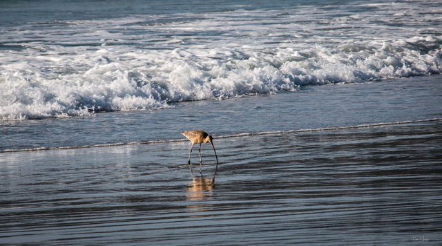 Long beak
