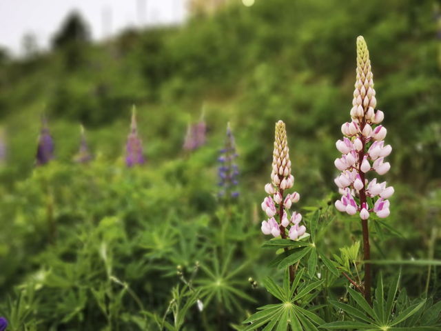 Pink Lupins