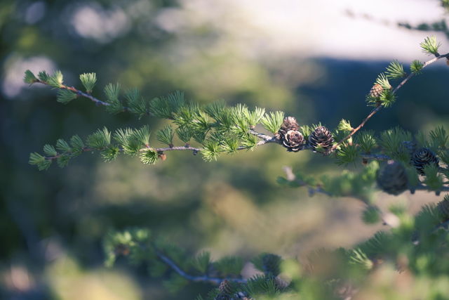 Larch Buds in Spring