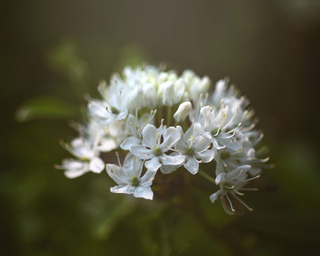 Labrador Tea