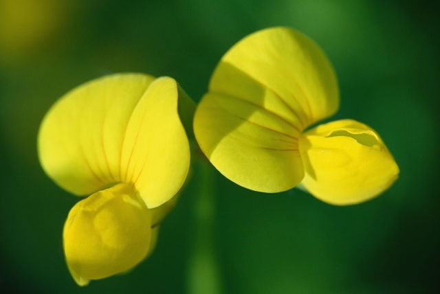 birdsfoot trefoil