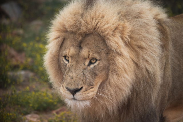 King Lion