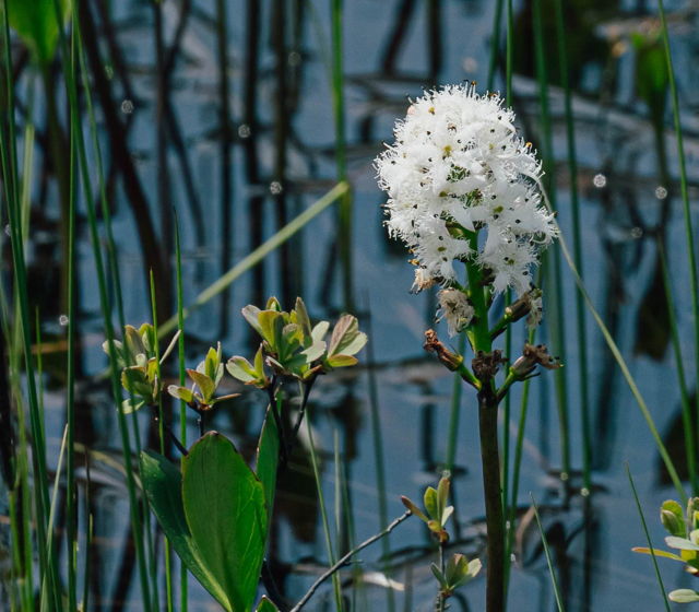 Bog Bean