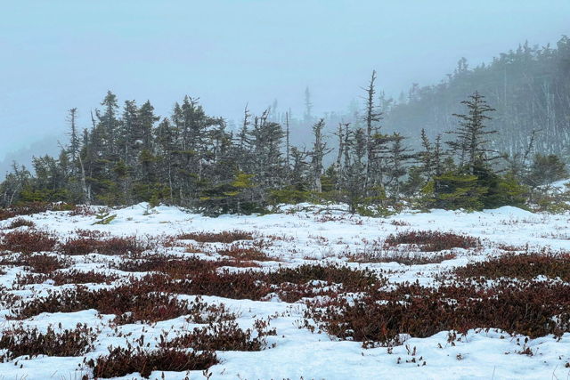 Berry Patch in Winter, Trinity East, NL