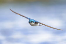 Flight of the Swallow