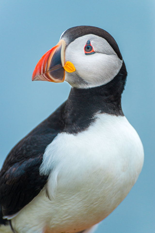 Atlantic Puffin 3