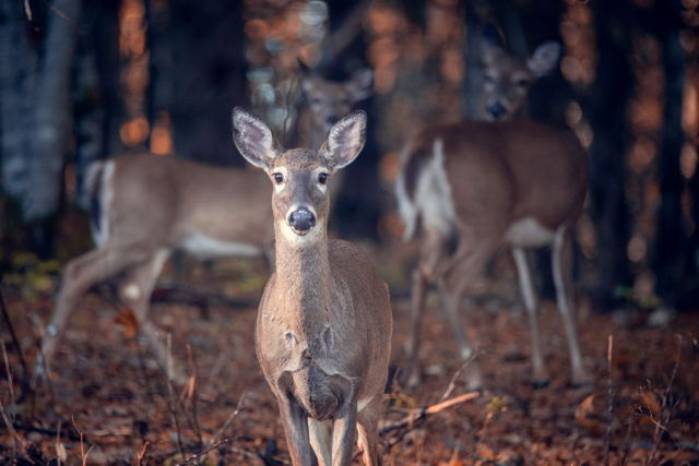 Oh Deers