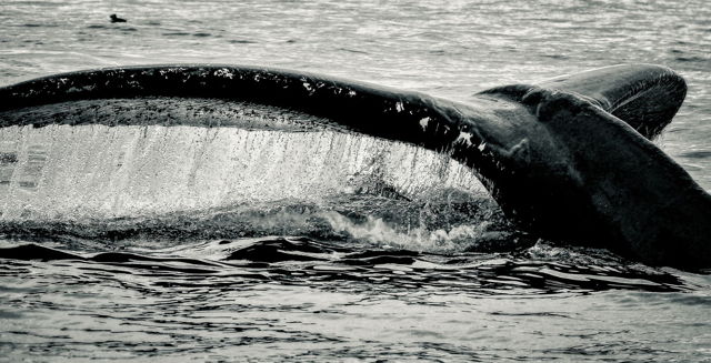 Whale Waterfall